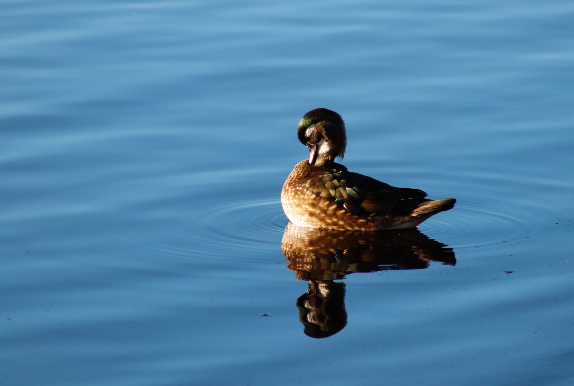 Wood Duck sitting peacefully on top of a lake